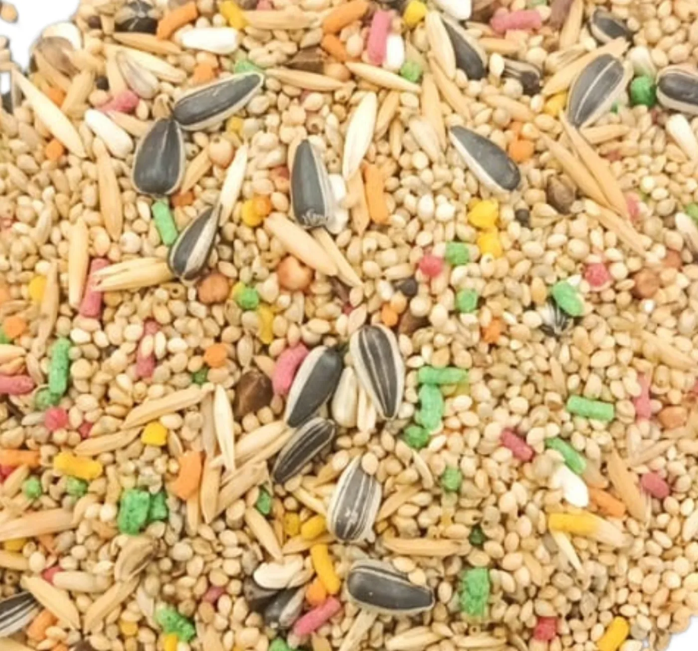 calopsita agapornis aberto