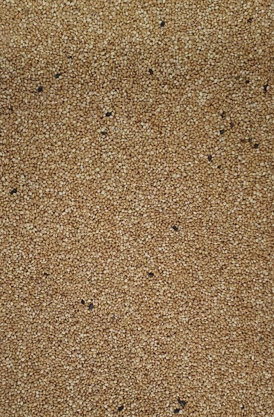 Painço Comum aberto